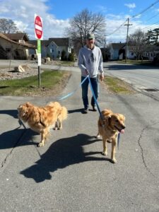 Paul Brown is walking two golden retrievers down the street on a sunny day. 