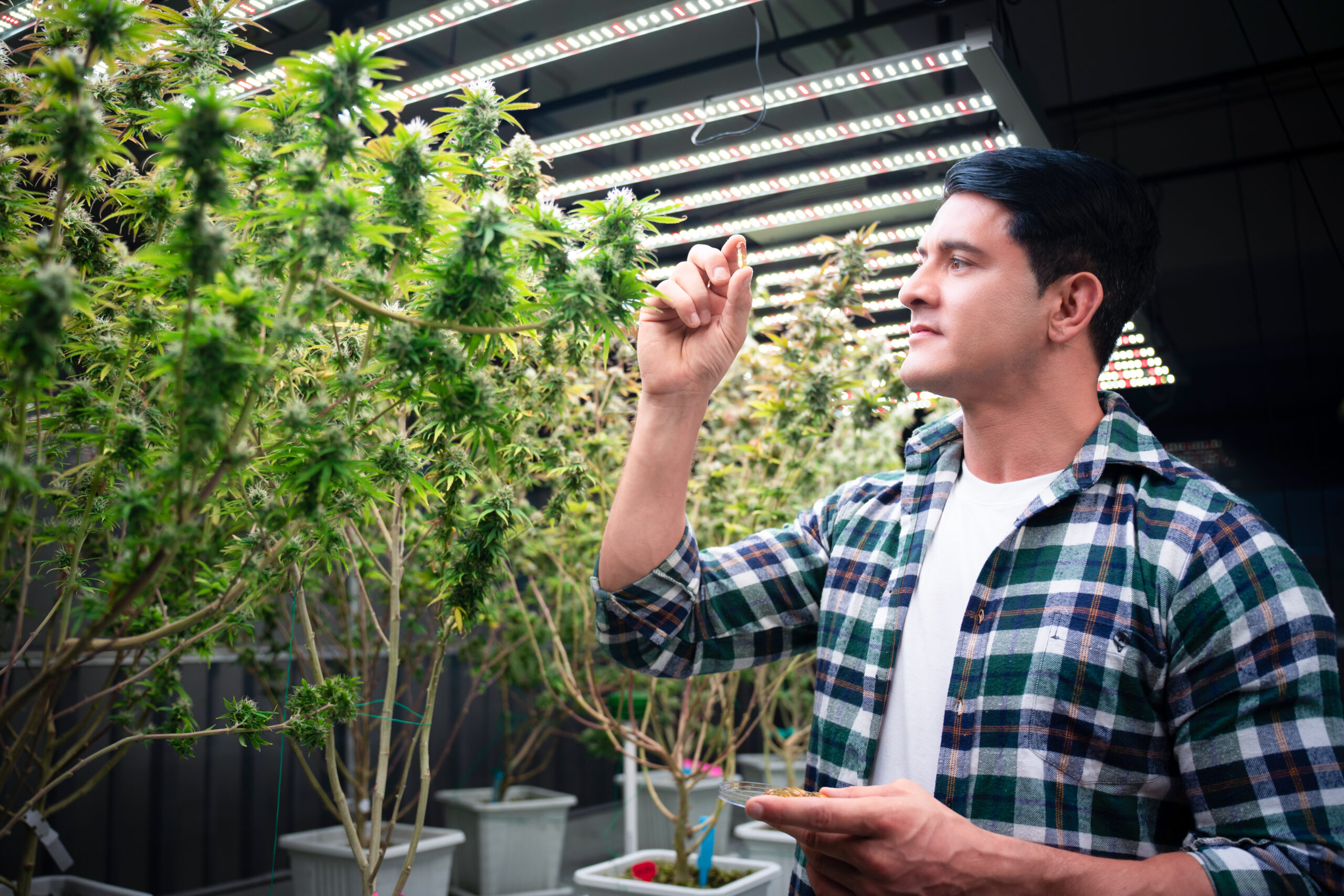 Businessman inspects cannabis crop.