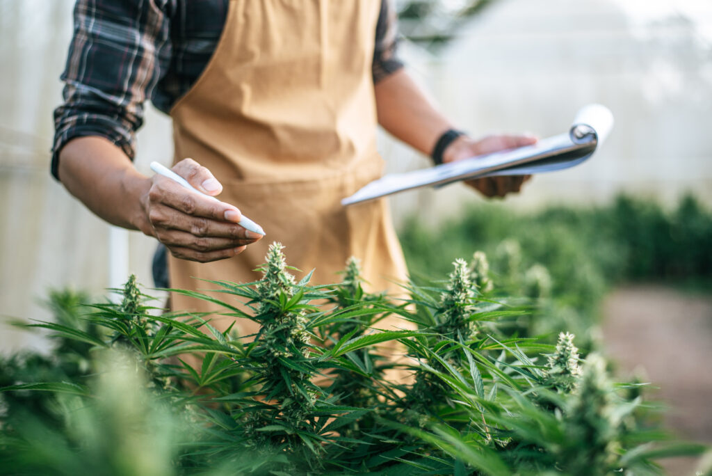 Asian man marijuana researcher checking marijuana cannabis plantation in cannabis farm, Business agricultural cannabis